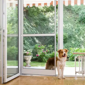 Hund steht vor geöffneter Fliegengitter Tür mit weißem Rahmen in einem hellen Wohnzimmer